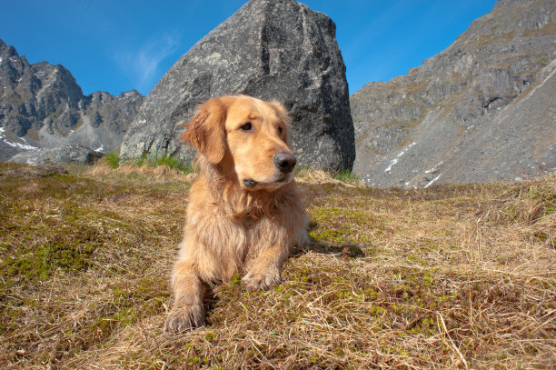 徒步旅行中的金毛寻回犬图片下载