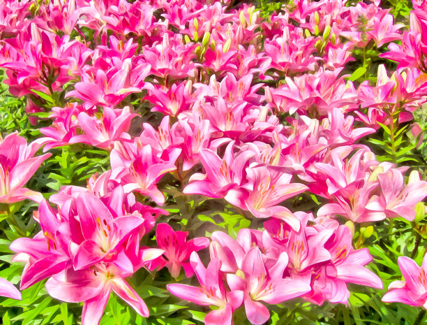 鲜艳的花拢来了。水彩画。图片下载