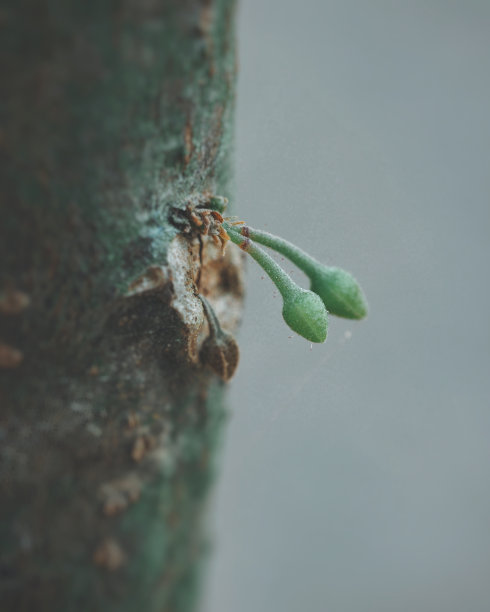 可可花蕾。图片下载