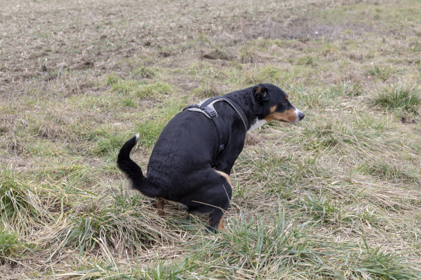 那只在草地上拉屎的黑狗，阿彭策勒·森嫩猎犬图片下载