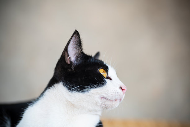 白猫和黑猫图片下载