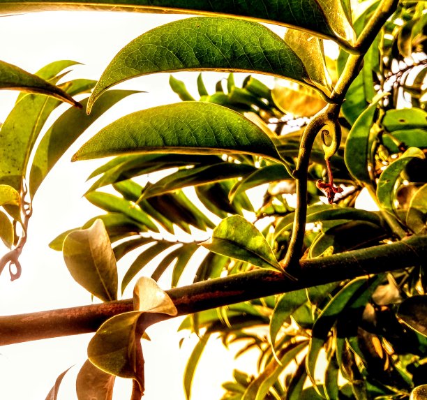 树的树叶图片下载