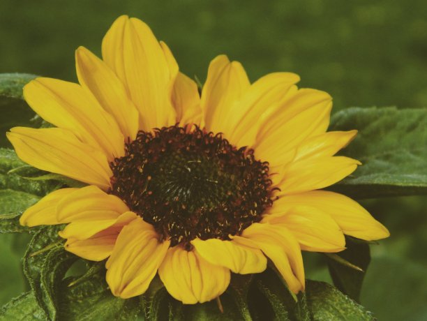 向日葵图片下载