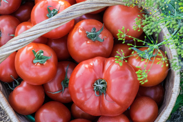 收获的西红柿放在户外的篮子里图片下载