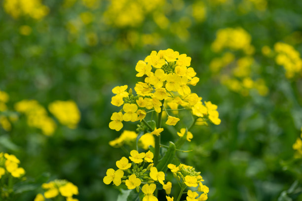 油菜籽在春天开花图片下载