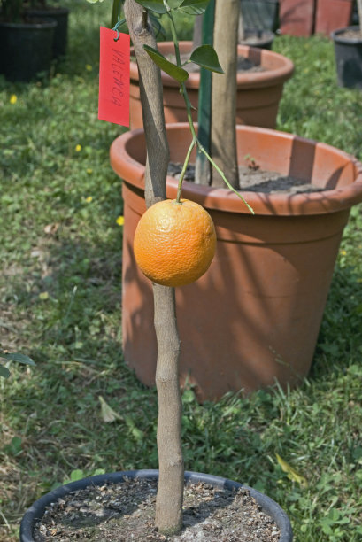 植物上的橙果图片下载