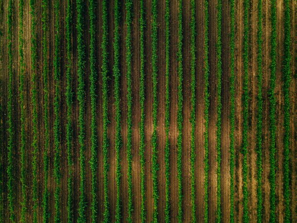 意大利葡萄园的鸟瞰图。一排排的葡萄藤图片下载