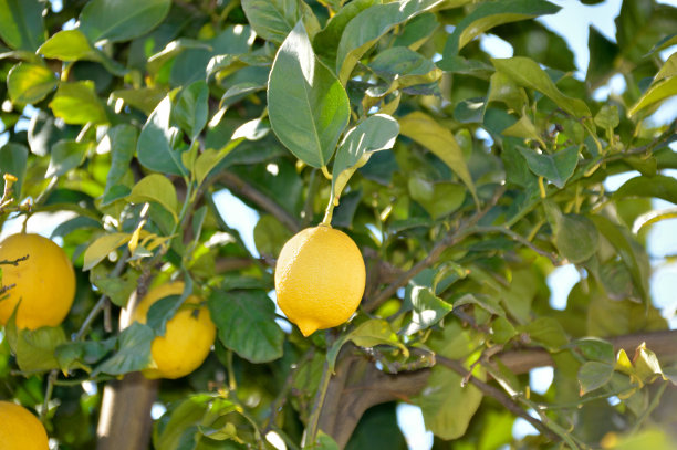 树上的成熟柠檬图片下载