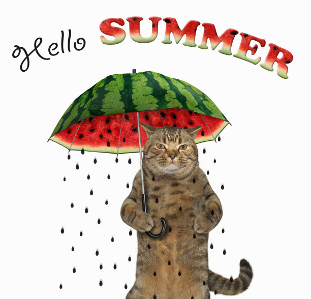 西瓜伞下的猫图片下载