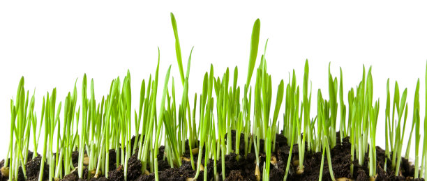 在白色的背景上，从孤立的地面上生长出春天的绿草芽或嫩芽图片下载