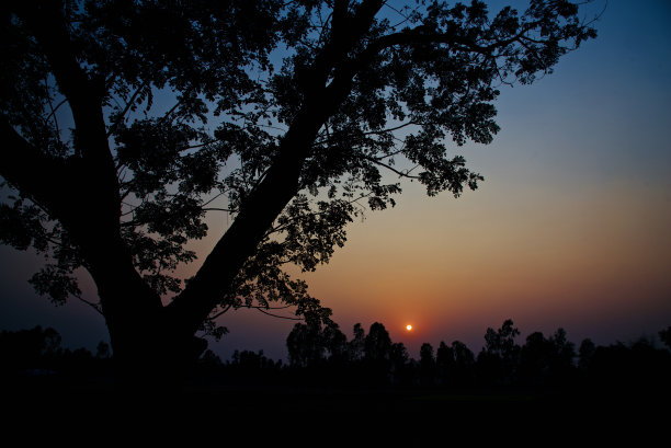 树叶的剪影在下午的独特照片图片下载