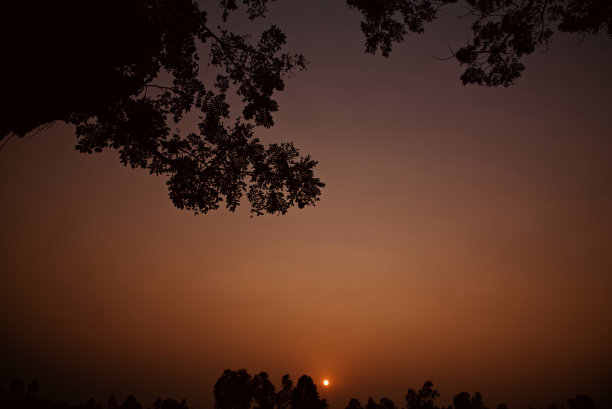 树叶的剪影在下午的独特照片图片下载