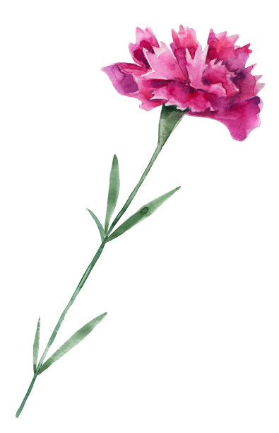 康乃馨花手绘水彩插画。贺卡、婚礼请柬、节日、情人节设计元素。孤立的对象。图片下载