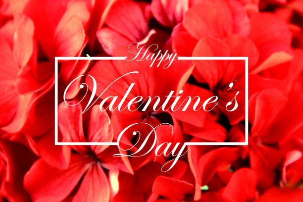 情人节-红色的花覆盖背景-庆祝字母图片下载