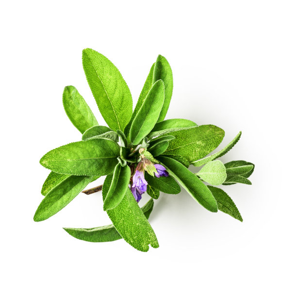 带花鼠尾草图片下载