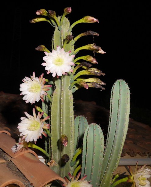 埃奇诺普西斯·夜曲。图片下载