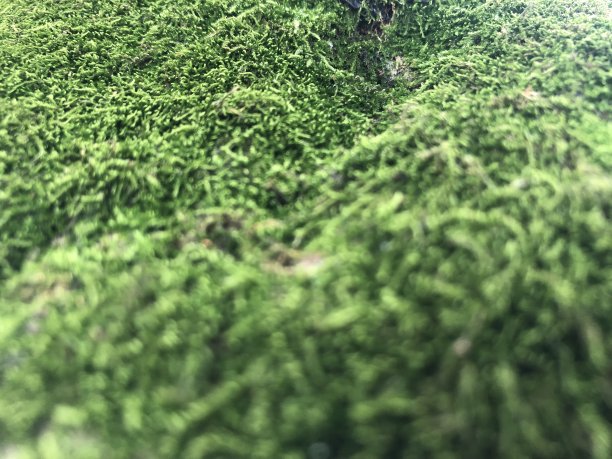 苔藓郁郁葱葱的图片下载