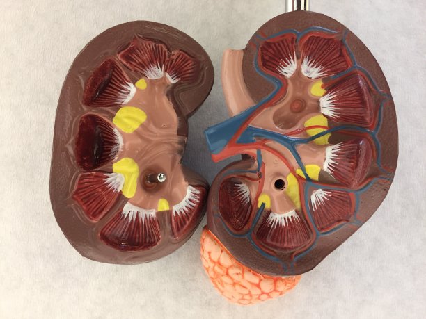 旧解剖肾模型图片下载