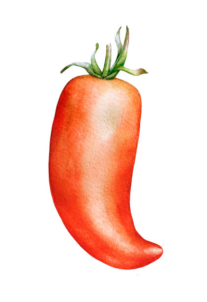 水彩红辣椒在白色的背景图片下载