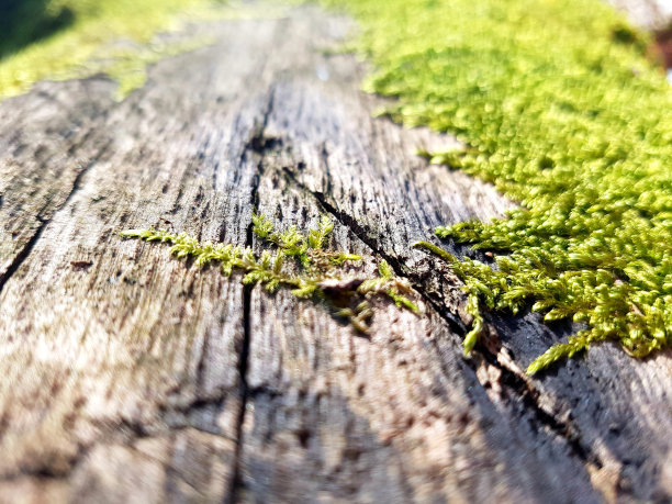 莫斯自然背景图片下载