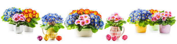 报春花，报春花复活节集合图片下载