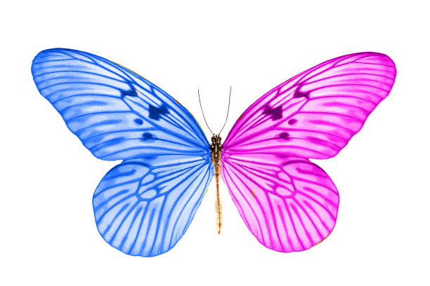 美丽的热带蓝紫色蝴蝶。图片下载