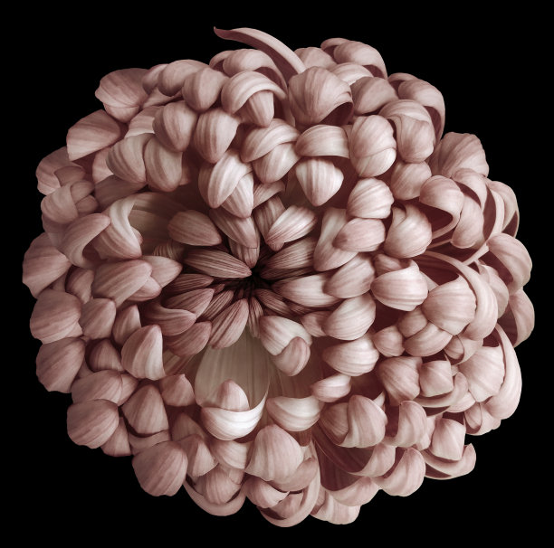 粉红色的菊花在黑色孤立的背景与修剪路径。为设计。特写镜头。自然图片下载