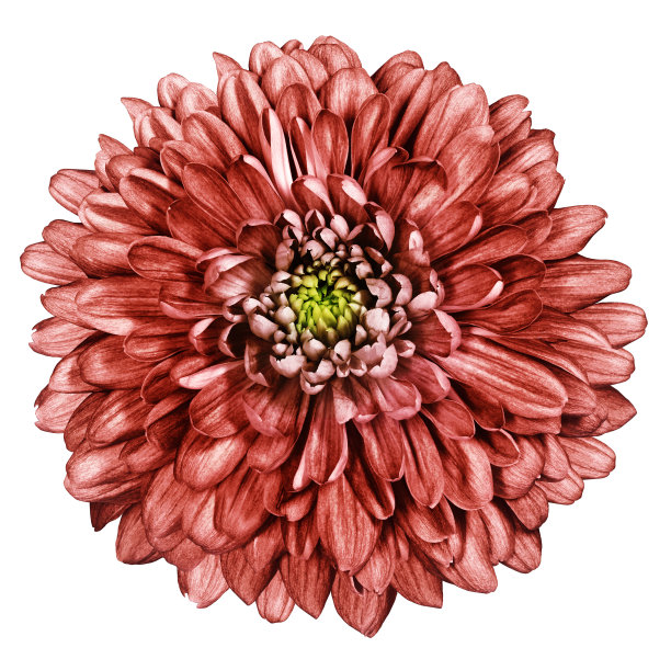 红色菊花在白色孤立的背景与修剪路径。为设计。特写镜头。大自然。图片下载