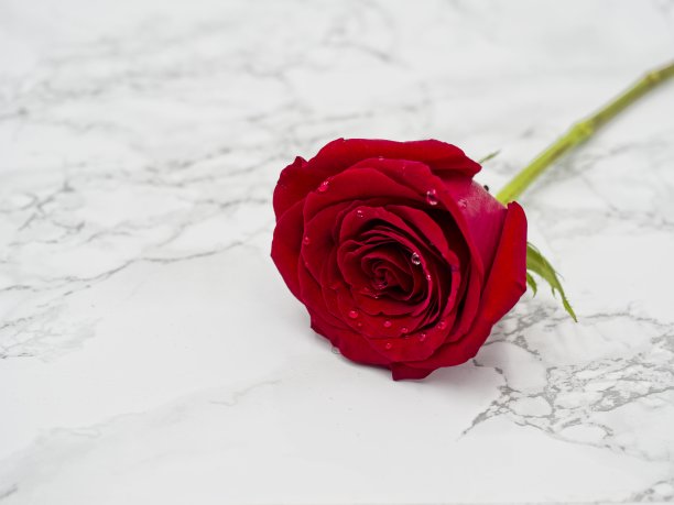 在大理石表面上平铺一朵带绿茎的红玫瑰图片下载
