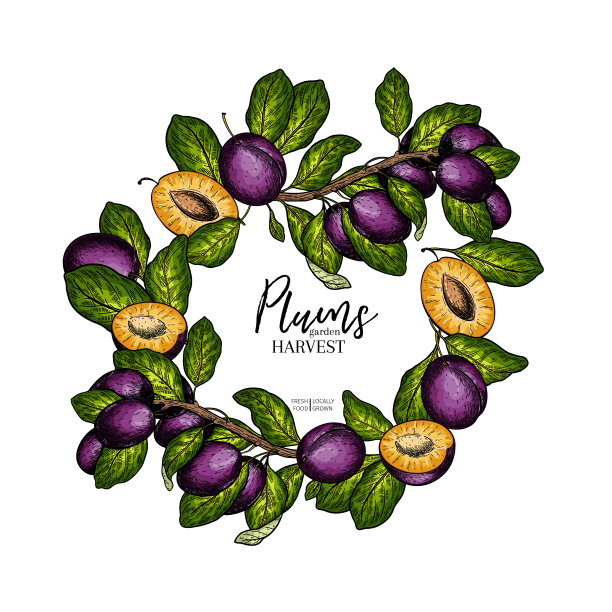 手绘的梅花横幅。夏天的收获。矢量复古雕刻风格。秋天的花园里有水果和浆果。秋季节日传单。感恩节，农家乐，食品市场设计。图片下载