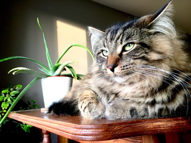 懒惰的猫图片下载