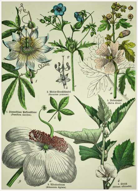 维多利亚风格的植物石版画，用拉丁文和古德语书写有相应的说明文字。1880 - 1889年,德国慕尼黑。图片下载