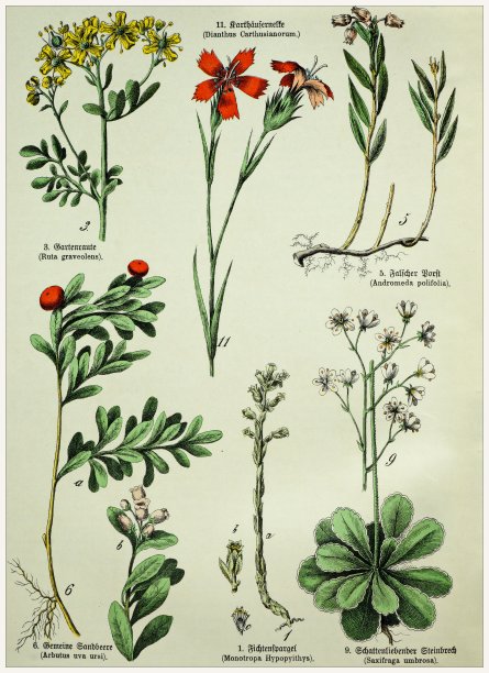 维多利亚风格的植物石版画，用拉丁文和古德语书写有相应的说明文字。1880 - 1889年,德国慕尼黑。图片下载