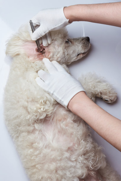 在兽医治疗生病的狗图片下载