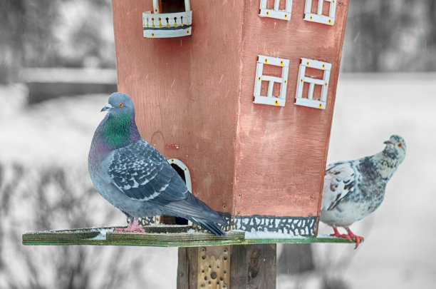 树枝上的鸽子。图片下载