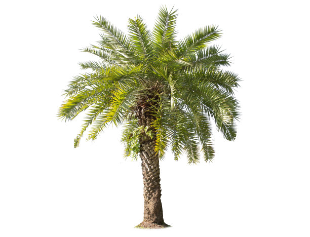 孤立的大棕榈树在白色的背景。图片下载