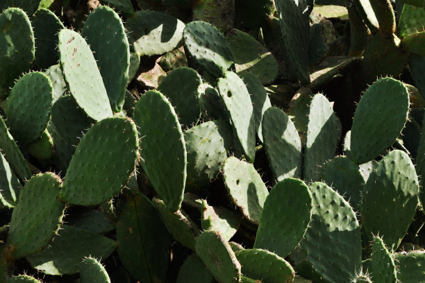 仙人掌图片下载