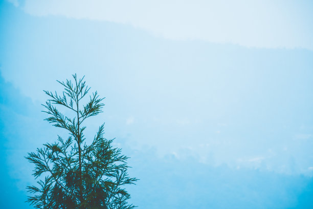 山坡上的道格拉斯冷杉树(黄杉)和远处的山脉为背景，冬季景观设计与空白的文本空间在右侧。图片下载