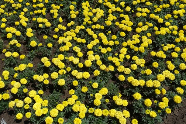 万寿菊黄色头状花序较多图片下载