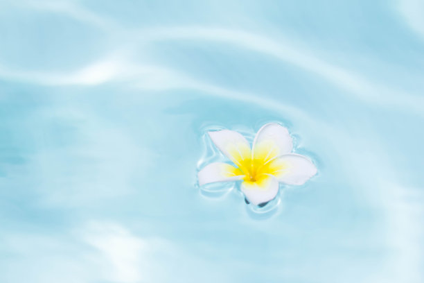 漂浮在池水中的热带花卉鸡蛋花，水疗、健康、夏季背景素材图片
