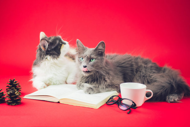 有书的聪明猫图片下载