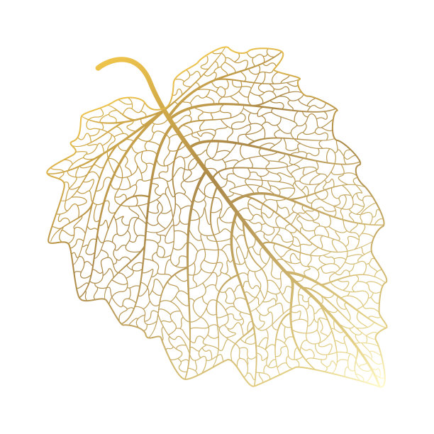 叶静脉,酸浆属。图片下载