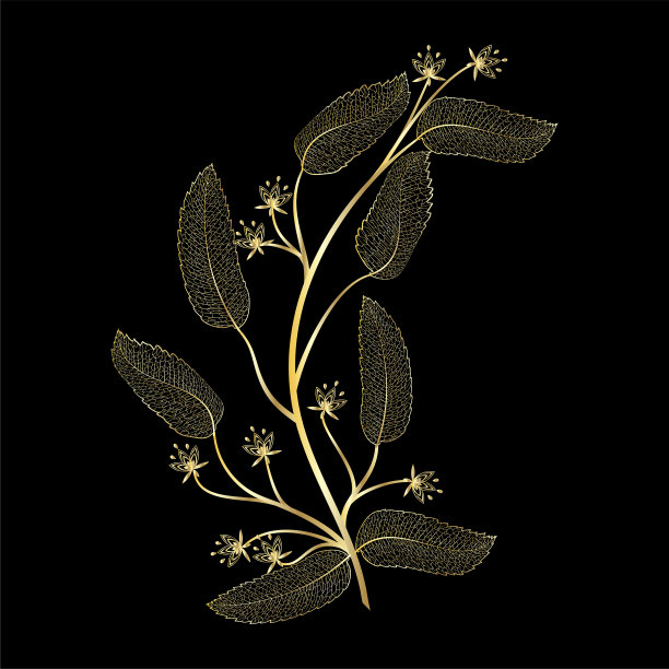 枝具叶脉。图片下载