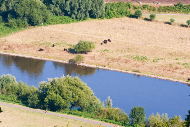 从鸟瞰河床。用无人机拍摄的照片。牛在河边吃草。图片下载