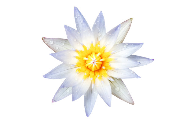 水滴在荷花上白色。白莲花孤立在白色背景上。文件包含与裁剪路径。图片下载