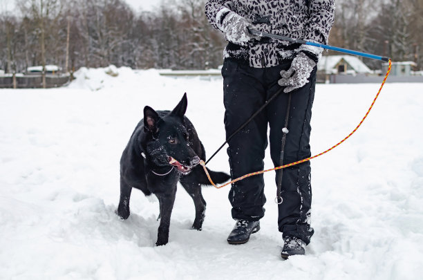 东欧的牧羊人。年轻精力充沛的遛狗。图片下载