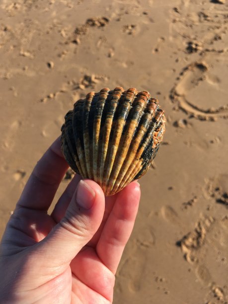 壳牌在手里图片下载