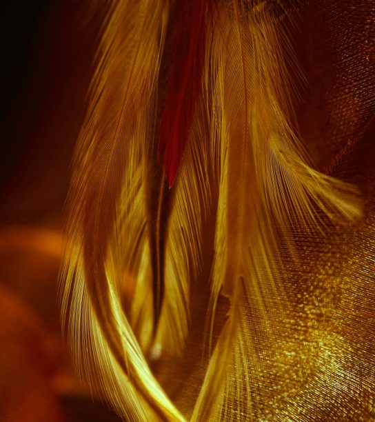 柔软羽毛的金色抚摩图片下载