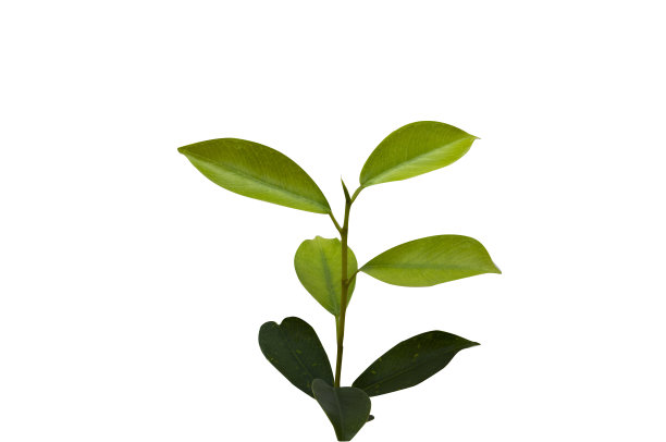 在白色背景上孤立绿叶图片下载