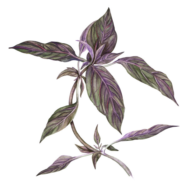 罗勒植物水彩画。图片下载